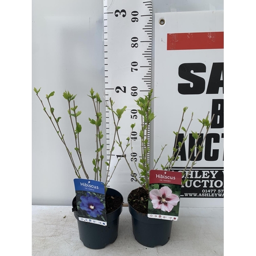 173 - TWO HIBISCUS SYRIACUS WHITE/ PINK 'HAMABO' AND 'MARINA' BLUE APPROX 60CM IN HEIGHT IN 3 LTR POTS PLU... 