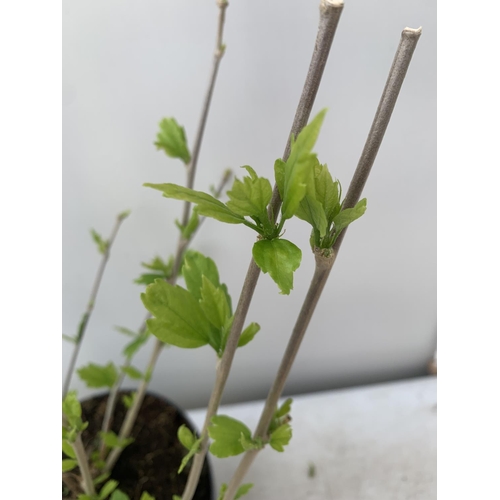 173 - TWO HIBISCUS SYRIACUS WHITE/ PINK 'HAMABO' AND 'MARINA' BLUE APPROX 60CM IN HEIGHT IN 3 LTR POTS PLU... 