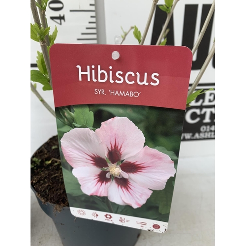 173 - TWO HIBISCUS SYRIACUS WHITE/ PINK 'HAMABO' AND 'MARINA' BLUE APPROX 60CM IN HEIGHT IN 3 LTR POTS PLU... 