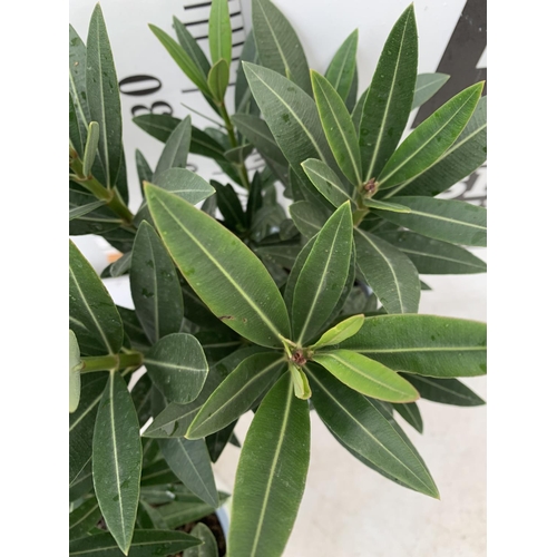 175 - THREE MIXED OLEANDER NERIUM APPROX 45CM TALL IN 1 LTR POTS PLUS VAT TO BE SOLD FOR THE THREE