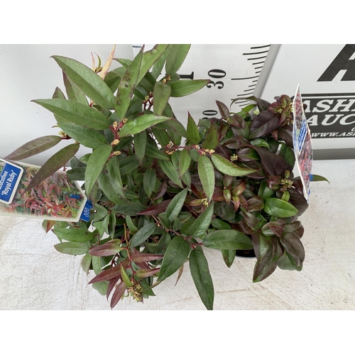 176 - TWO LEUCOTHOE DARK DIAMOND AND  ROYAL RUBY IN 2 LTR POTS 35CM TALL PLUS VAT TO BE SOLD FOR THE TWO