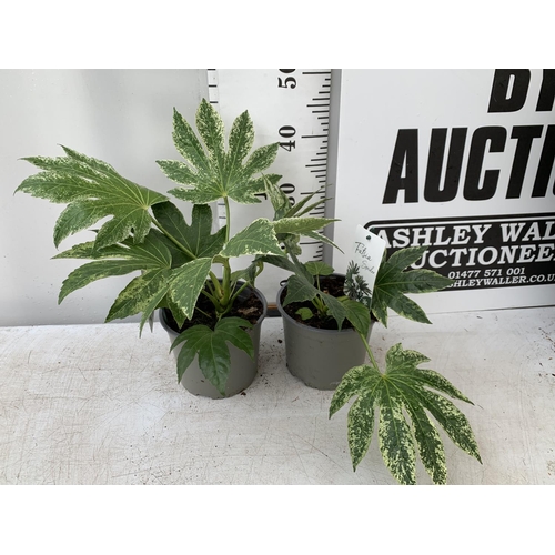 179 - TWO FATSIA SPIDER VARIEGATA IN 2 LTR POTS 40CM TALL PLUS VAT TO BE SOLD FOR THE TWO