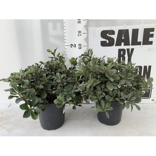 182 - TWO RHAPIOLEPIS UMBELLATA IN 7LTR POTS APPROX 55CM IN HEIGHT PLUS VAT TO BE SOLD FOR THE TWO