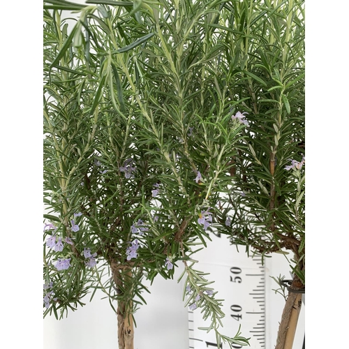 184 - TWO ROSEMARY OFFICINALIS STANDARD TREES APPROX 120CM IN HEIGHT IN 3LTR POTS NO VAT TO BE SOLD FOR TH... 