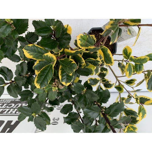 185 - TWO ILEX AQUIFOLIUM HOLLY 'GOLDEN KING' AND 'BLUE PRINCE' IN 2 LTR POTS OVER 50CM IN HEIGHT PLUS VAT... 