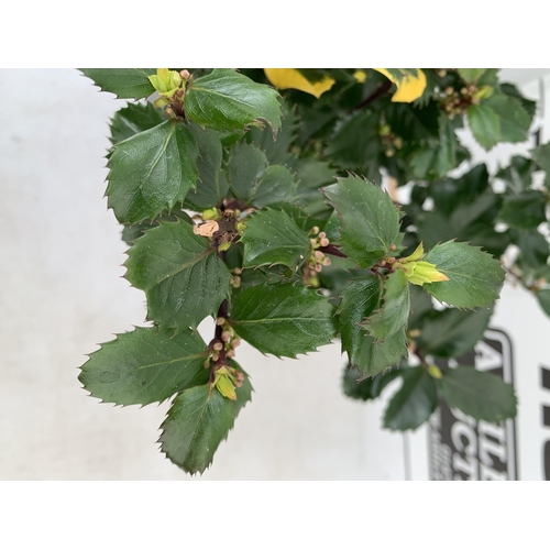 185 - TWO ILEX AQUIFOLIUM HOLLY 'GOLDEN KING' AND 'BLUE PRINCE' IN 2 LTR POTS OVER 50CM IN HEIGHT PLUS VAT... 