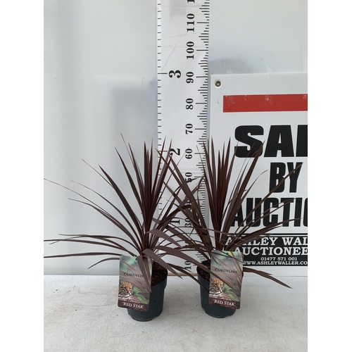 186 - TWO CORDYLINE AUSTRALIS RED STAR IN 2 LTR POTS HEIGHT OVER 60CM PLUS VAT TO BE SOLD FOR THE TWO