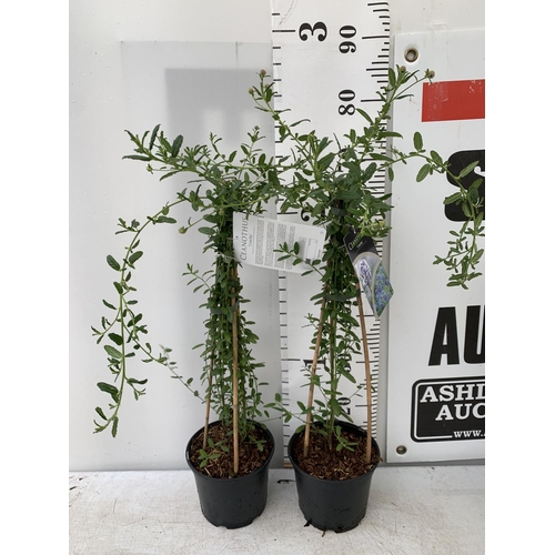 188 - TWO CEANOTHUS CONCHA IN A 2 LTR POT ON A PYRAMID FRAME 80CM TALL PLUS VAT TO BE SOLD FOR THE TWO