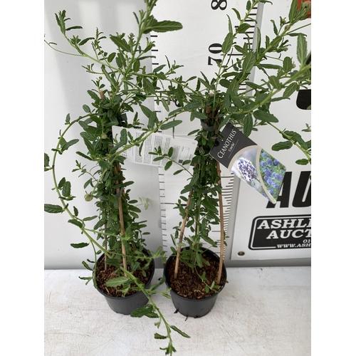 188 - TWO CEANOTHUS CONCHA IN A 2 LTR POT ON A PYRAMID FRAME 80CM TALL PLUS VAT TO BE SOLD FOR THE TWO