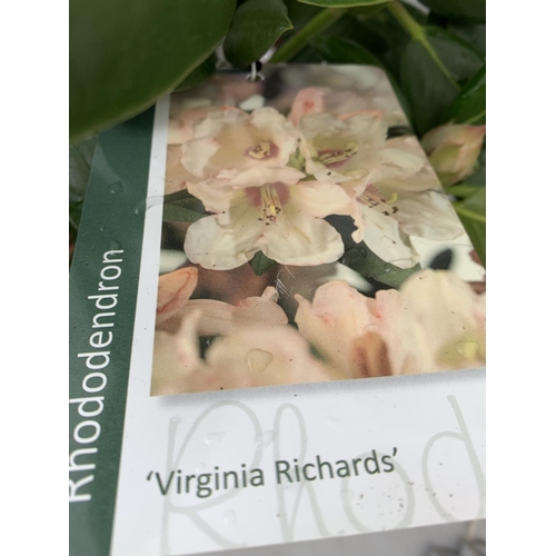 190 - TWO RHODODENDRON PONTICUM VARIEGATUM AND VIRGINIA RICHARDS IN 5 LTR POTS 60CM TALL PLUS VAT TO BE SO... 