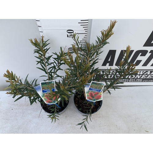 191 - TWO CALLISTEMON LAEVIS IN 2 LTR POTS 50CM IN HEIGHT PLUS VAT TO BE SOLD FOR THE TWO