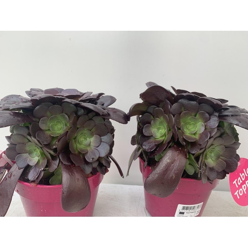 192 - TWO AEONIUM ARBOREUM VELOURS IN 1 LTR POTS 25CM IN HEIGHT PLUS VAT TO BE SOLD FOR THE TWO