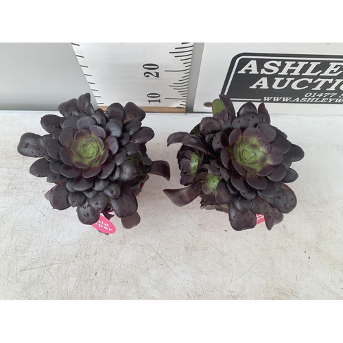 192 - TWO AEONIUM ARBOREUM VELOURS IN 1 LTR POTS 25CM IN HEIGHT PLUS VAT TO BE SOLD FOR THE TWO