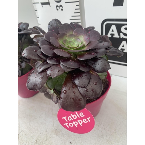 192 - TWO AEONIUM ARBOREUM VELOURS IN 1 LTR POTS 25CM IN HEIGHT PLUS VAT TO BE SOLD FOR THE TWO