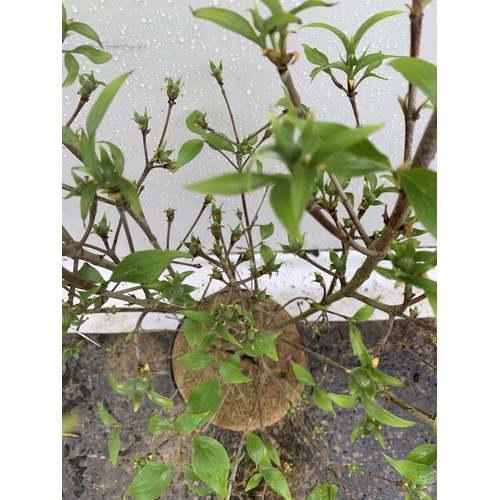 195 - ONE CORNUS KOUSA 'CHINA GIRL' TREE APPROX 130CM IN HEIGHT IN A 7 LTR POT PLUS VAT