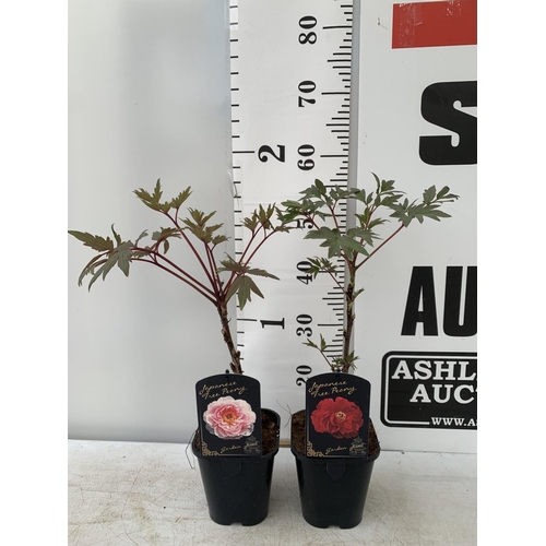 199 - TWO JAPANESE TREE PEONIES IN RED AND PINK IN 1 LTR POTS HEIGHT 55CM PLUS VAT TO BE SOLD FOR THE TWO