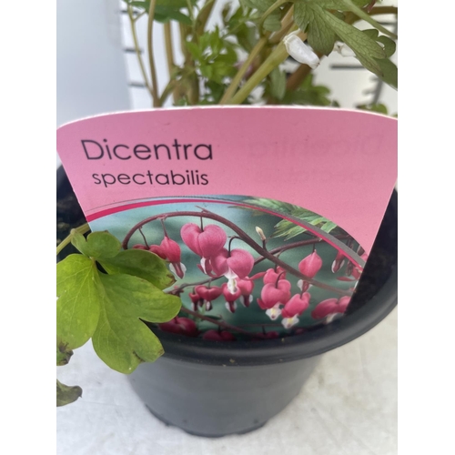 119 - SIX DICENTRA SPECTABILIS BLEEDING HEART 50CM TALL IN 2 LTR POTS TO BE SOLD FOR THE SIX PLUS VAT