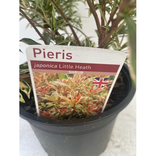 127 - SEVEN PIERIS LITTLE HEATH 45CM TALL IN 2 LTR POTS TO BE SOLD FOR THE SEVEN PLUS VAT