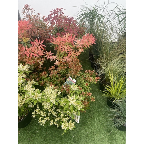 193 - FIVE MIXED PIERIS TO INCLUDE PRELUDE, LITTLE HEATH GREEN, FOREST FLAME ETC 50-70CM TALL TO BE SOLD F... 