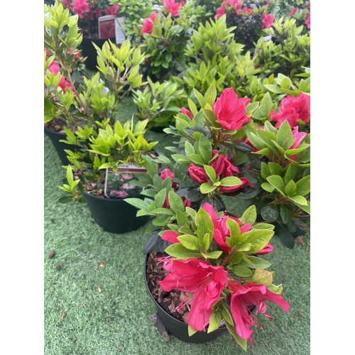 66 - SIX MIXED AZALEA VUYK'S SCARLET, PLEASANT WHITE, MANUSKA, GEISHA RED, ORANGE BEAUTY AND FROSTED ORAN... 