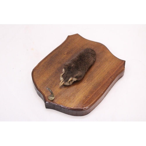 259 - A VINTAGE OTTERS PAW ON A WOODEN PLAQUE