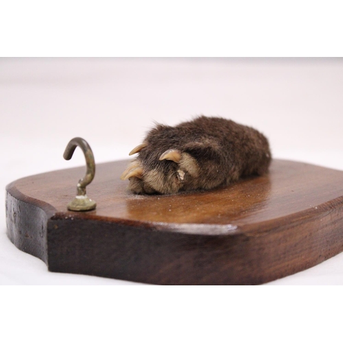 259 - A VINTAGE OTTERS PAW ON A WOODEN PLAQUE