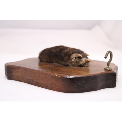 259 - A VINTAGE OTTERS PAW ON A WOODEN PLAQUE