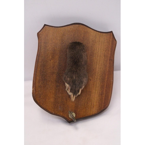 259 - A VINTAGE OTTERS PAW ON A WOODEN PLAQUE