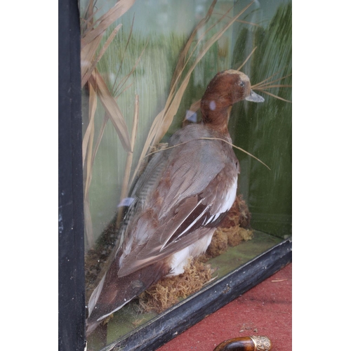 1572 - A VINTAGE CASED TAXIDERMY DUCK