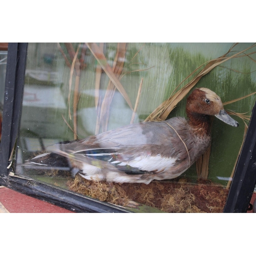 1572 - A VINTAGE CASED TAXIDERMY DUCK