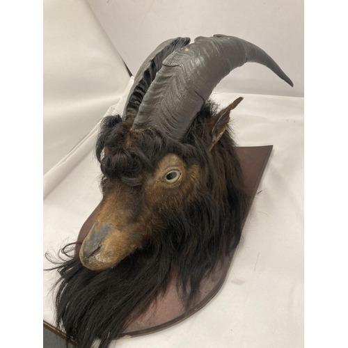 27 - A TAXIDERMY GOAT HEAD ON A WOODEN PLAQUE