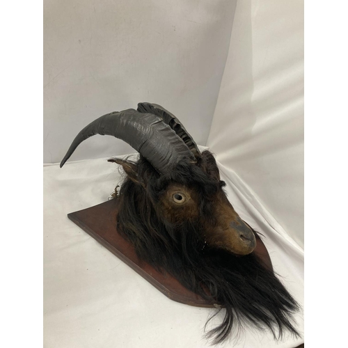 27 - A TAXIDERMY GOAT HEAD ON A WOODEN PLAQUE