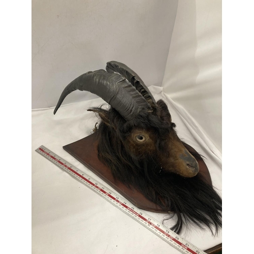 27 - A TAXIDERMY GOAT HEAD ON A WOODEN PLAQUE