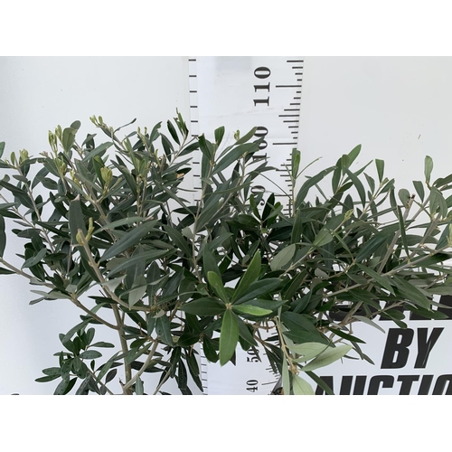 10 - TWO OLIVE EUROPEA STANDARD TREES APPROX 110CM IN HEIGHT IN 3LTR POTS NO VAT TO BE SOLD FOR THE TWO