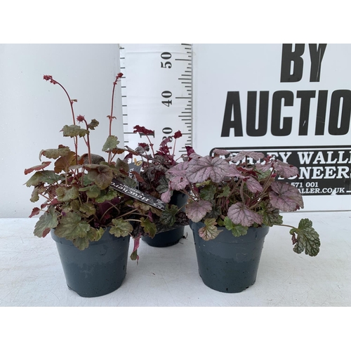 112 - THREE HEUCHERA 'CARNIVAL' IN 2 LTR POTS PLUS VAT TO BE SOLD FOR THE THREE