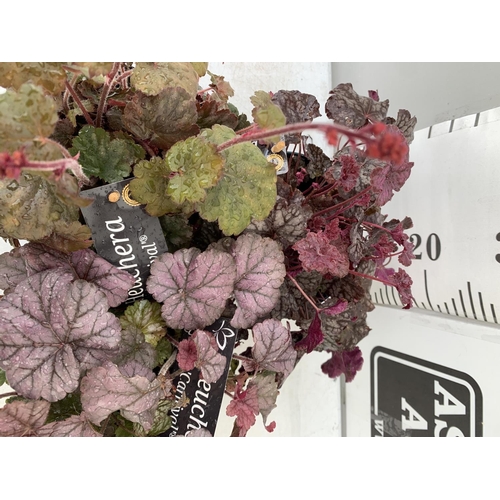 112 - THREE HEUCHERA 'CARNIVAL' IN 2 LTR POTS PLUS VAT TO BE SOLD FOR THE THREE