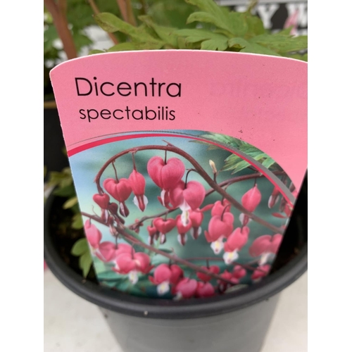 119 - SIX DICENTRA SPECTABILIS BLEEDING HEART 50CM TALL IN 2 LTR POTS TO BE SOLD FOR THE SIX PLUS VAT