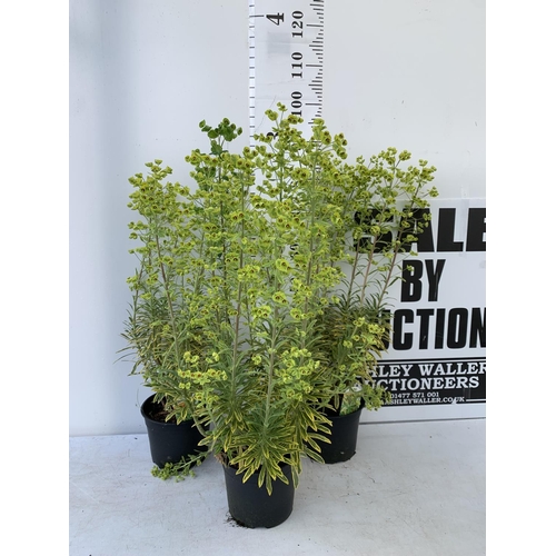 126 - THREE EUPHORBIA ASCOT RAINBOW 90CM TALL TO BE SOLD FOR THE THREE IN 3 LTR POTS PLUS VAT