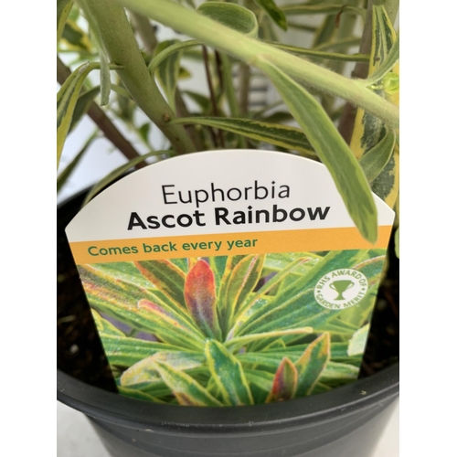 126 - THREE EUPHORBIA ASCOT RAINBOW 90CM TALL TO BE SOLD FOR THE THREE IN 3 LTR POTS PLUS VAT