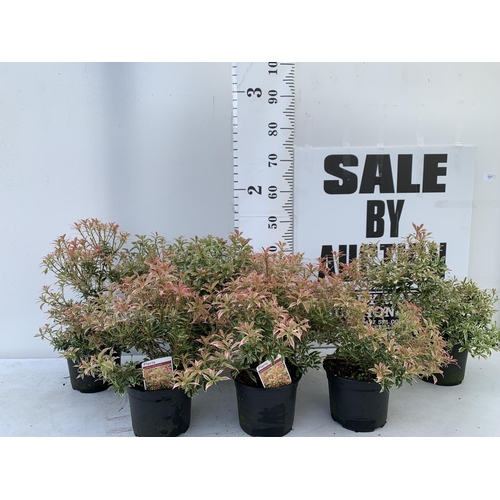 127 - SEVEN PIERIS LITTLE HEATH 45CM TALL IN 2 LTR POTS TO BE SOLD FOR THE SEVEN PLUS VAT