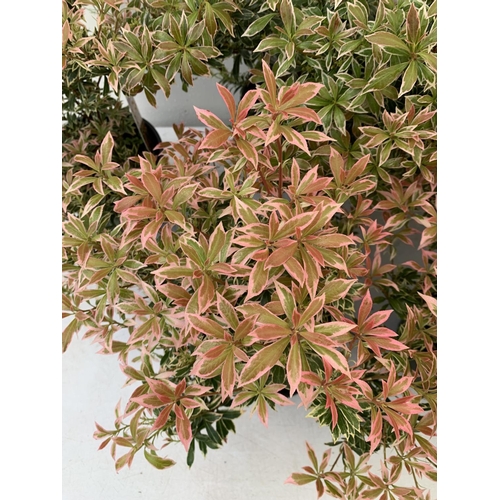 127 - SEVEN PIERIS LITTLE HEATH 45CM TALL IN 2 LTR POTS TO BE SOLD FOR THE SEVEN PLUS VAT