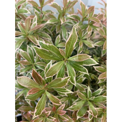 127 - SEVEN PIERIS LITTLE HEATH 45CM TALL IN 2 LTR POTS TO BE SOLD FOR THE SEVEN PLUS VAT