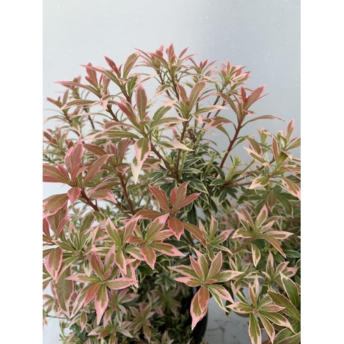 127 - SEVEN PIERIS LITTLE HEATH 45CM TALL IN 2 LTR POTS TO BE SOLD FOR THE SEVEN PLUS VAT