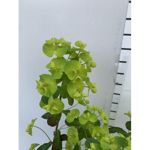 156 - TWO EUPHORBIA PURPUREA 60CM IN HEIGHT IN 2 LTR POTS PLUS VAT TO BE SOLD FOR THE TWO