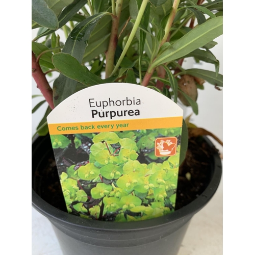 156 - TWO EUPHORBIA PURPUREA 60CM IN HEIGHT IN 2 LTR POTS PLUS VAT TO BE SOLD FOR THE TWO