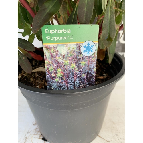 156 - TWO EUPHORBIA PURPUREA 60CM IN HEIGHT IN 2 LTR POTS PLUS VAT TO BE SOLD FOR THE TWO