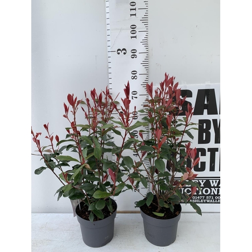 157 - TWO PHOTINIA 'CARRE ROUGE' IN 3 LTR POTS APPROX 70CM IN HEIGHT PLUS VAT TO BE SOLD FOR THE TWO