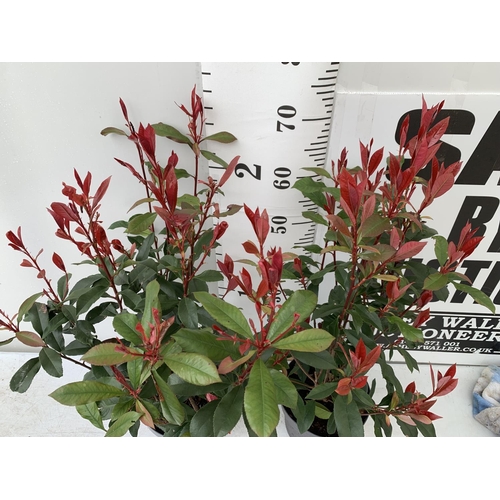 157 - TWO PHOTINIA 'CARRE ROUGE' IN 3 LTR POTS APPROX 70CM IN HEIGHT PLUS VAT TO BE SOLD FOR THE TWO