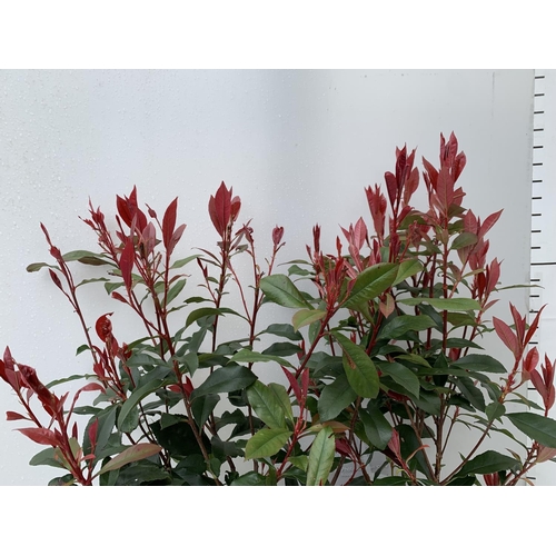 157 - TWO PHOTINIA 'CARRE ROUGE' IN 3 LTR POTS APPROX 70CM IN HEIGHT PLUS VAT TO BE SOLD FOR THE TWO