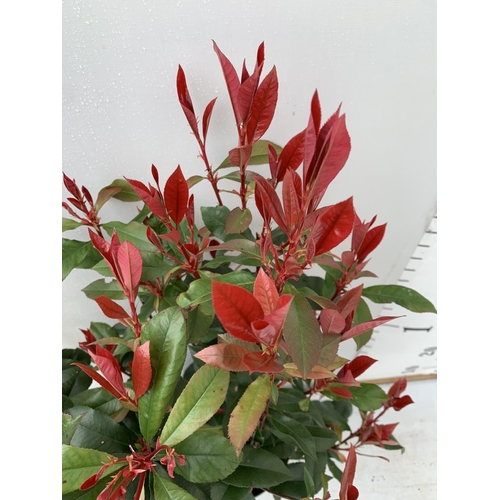 157 - TWO PHOTINIA 'CARRE ROUGE' IN 3 LTR POTS APPROX 70CM IN HEIGHT PLUS VAT TO BE SOLD FOR THE TWO